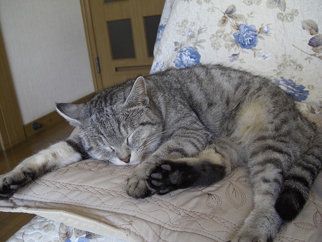 20090101_cat_2.jpg